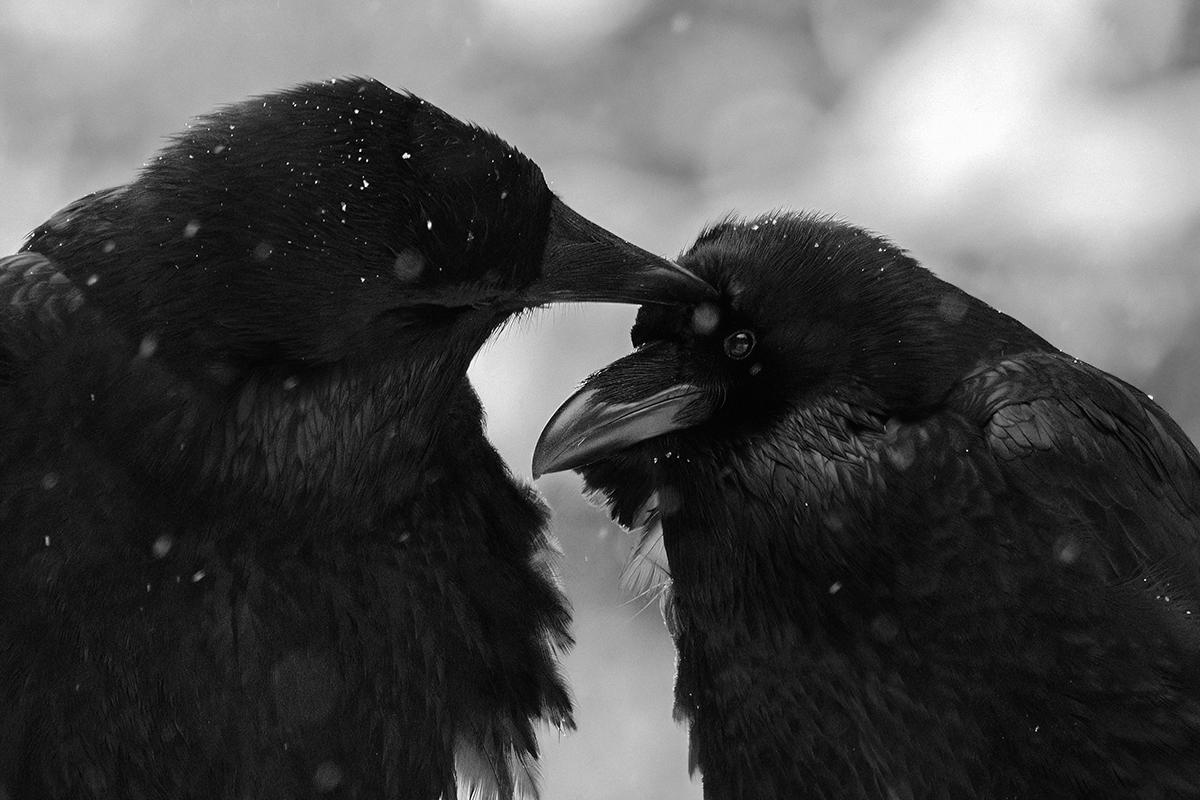 Ravens