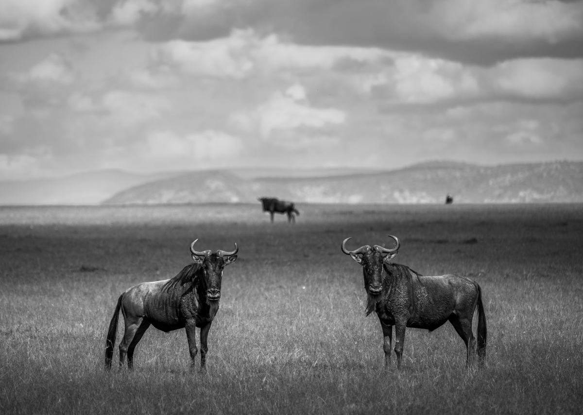 Wildebeest in the Mara