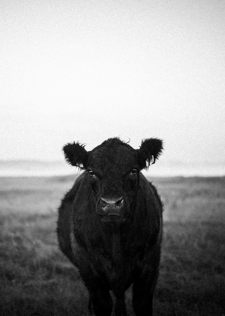 Cow