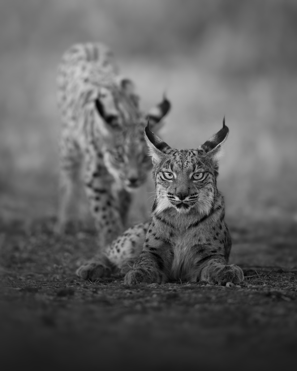 Eyes of the future: Iberian Lynx cubs