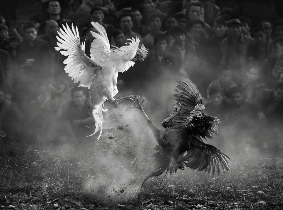 Cockfighting