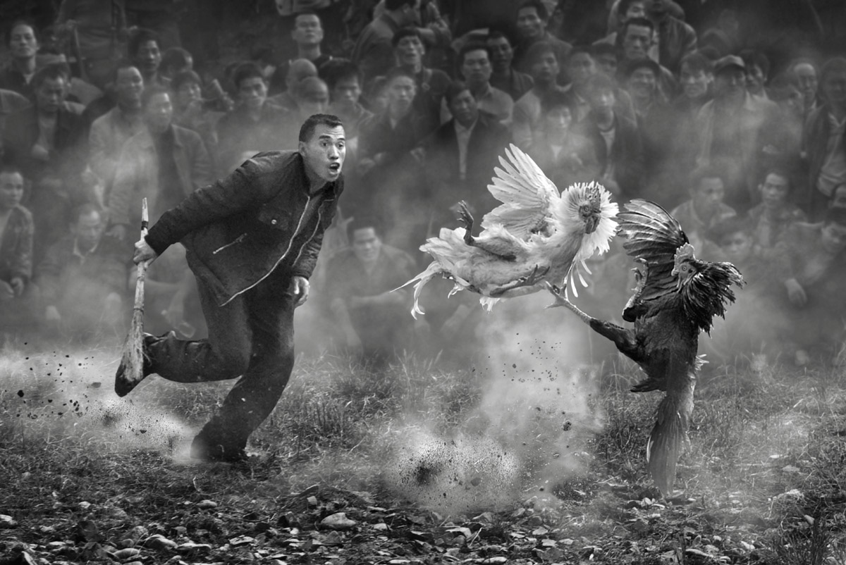 Cockfighting