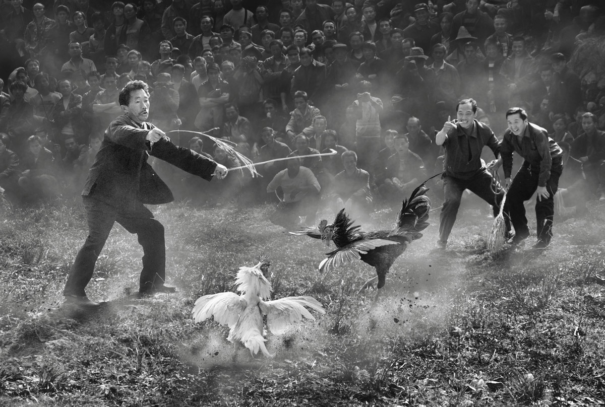 Cockfighting
