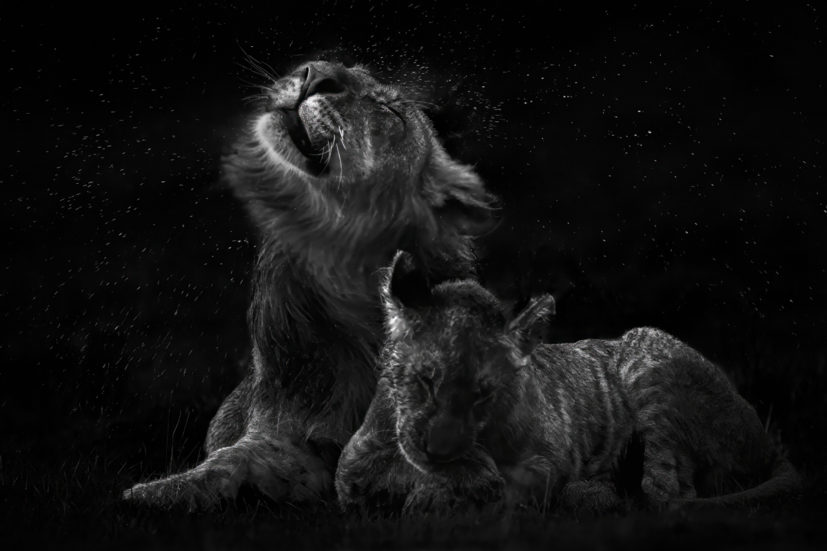 Starts or Raindrops?