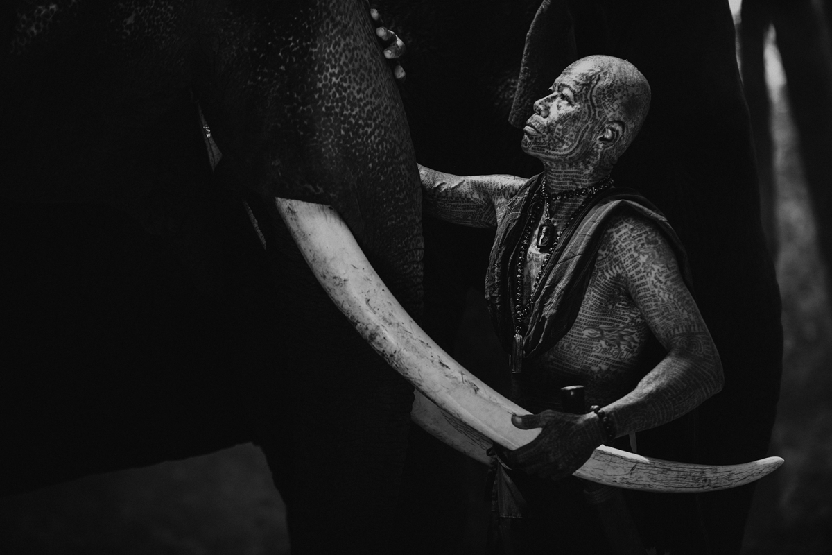 Witnessing the majesty of Surin's gentle giants 