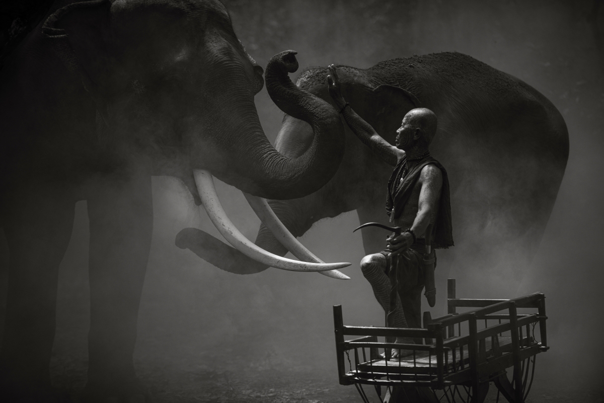 Witnessing the majesty of Surin's gentle giants 