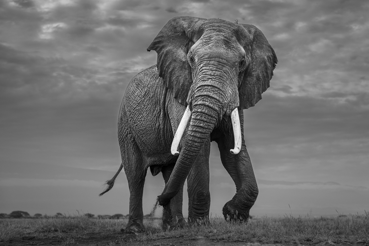 Amboseli Giant