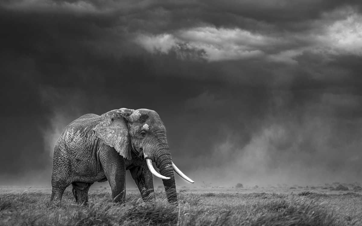 Elephant in dust storm