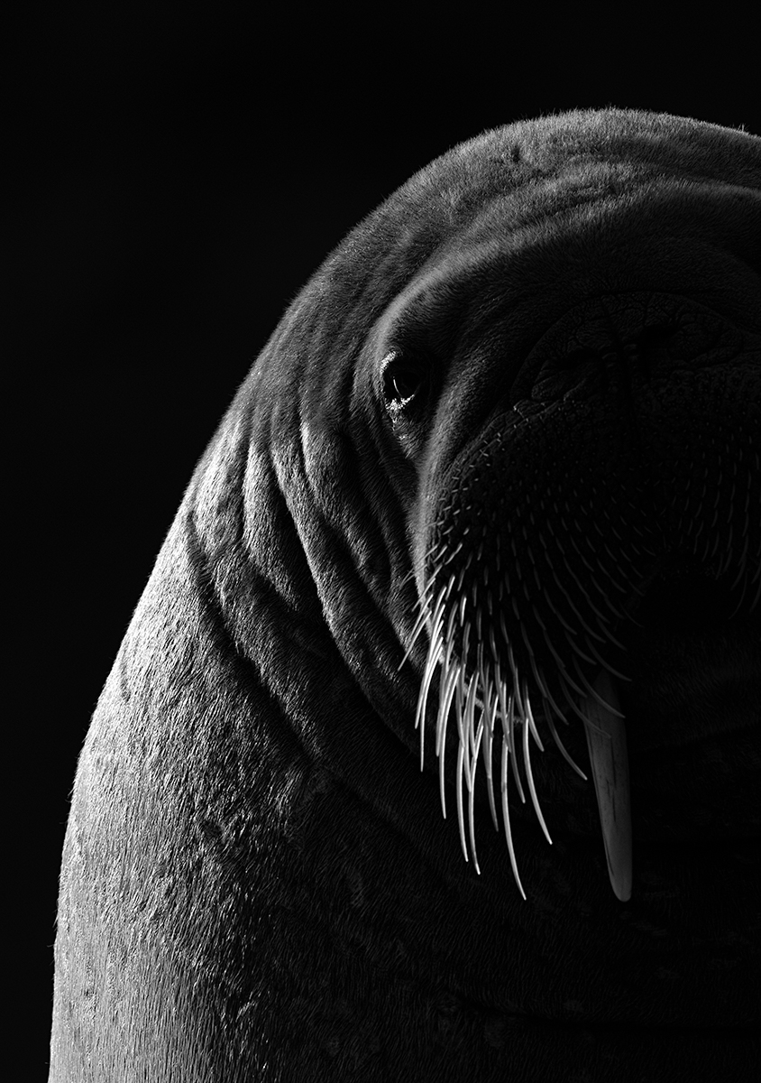 Walrus portrait