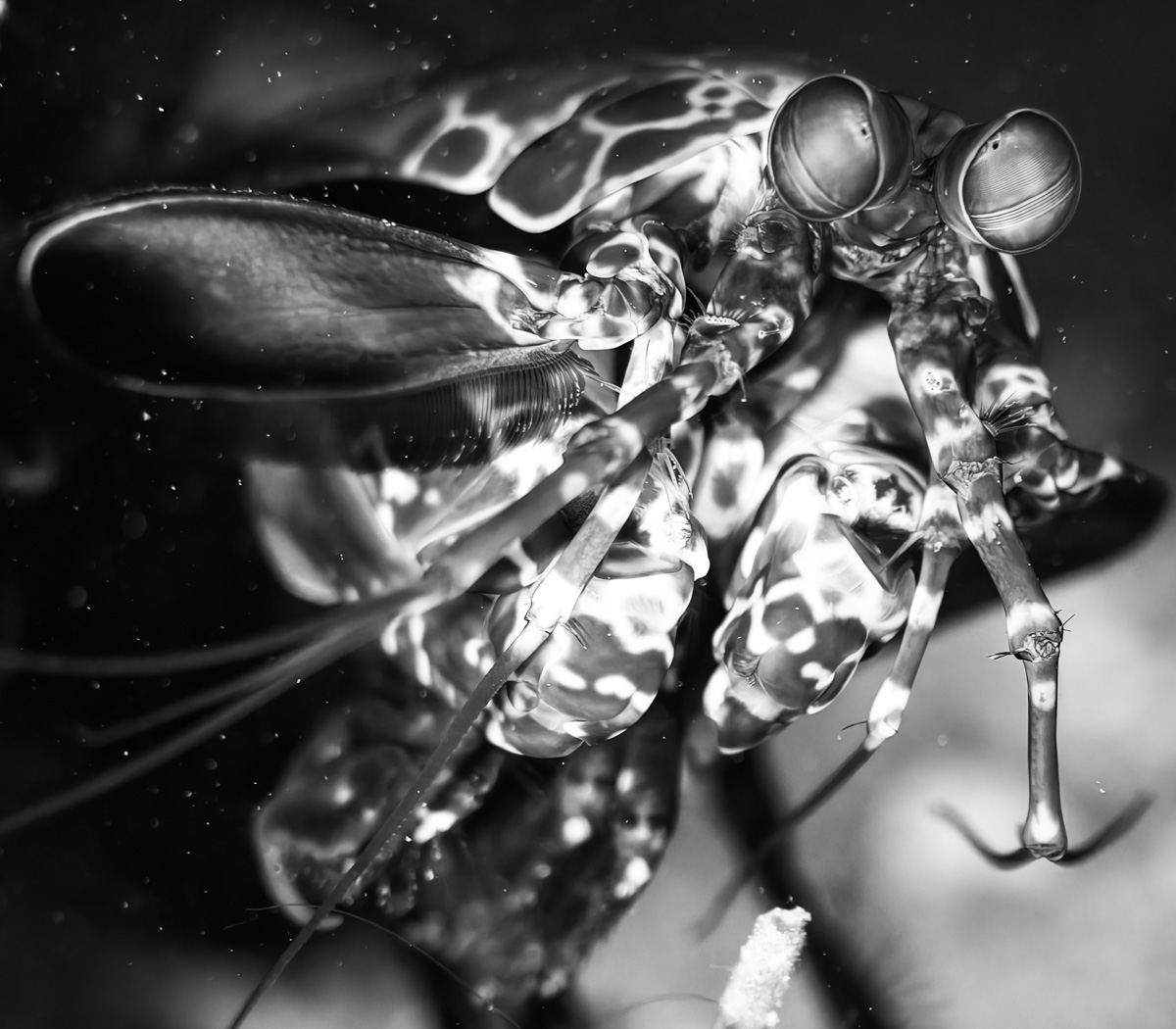 Tiny , But Mighty - Mantis Shrimp