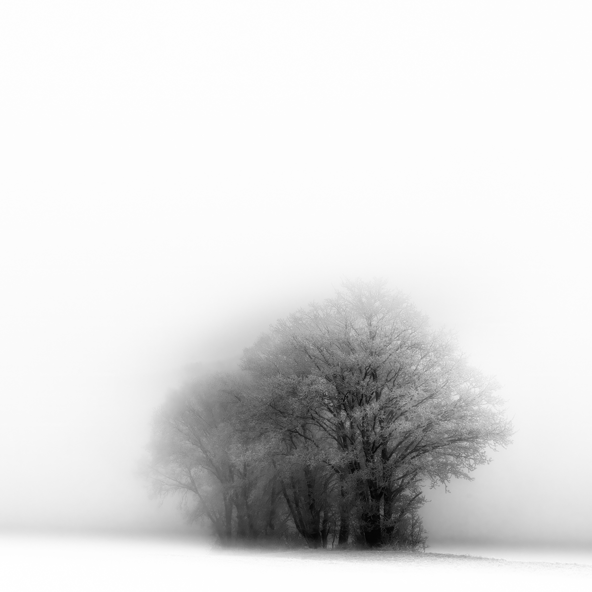 Just Black in Winter