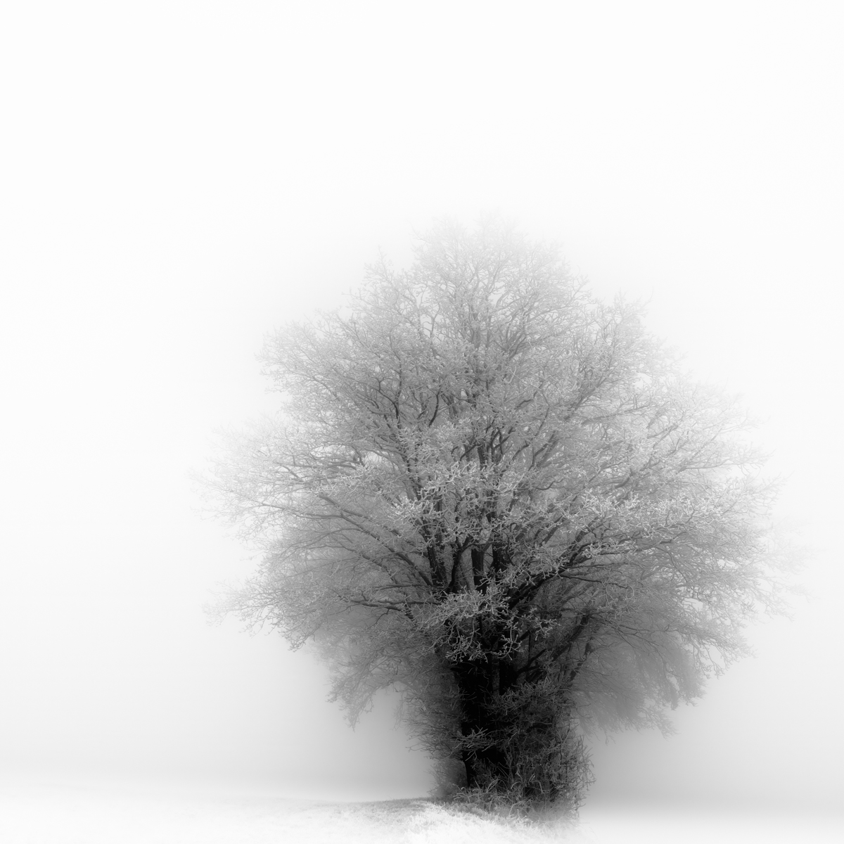 Just Black in Winter