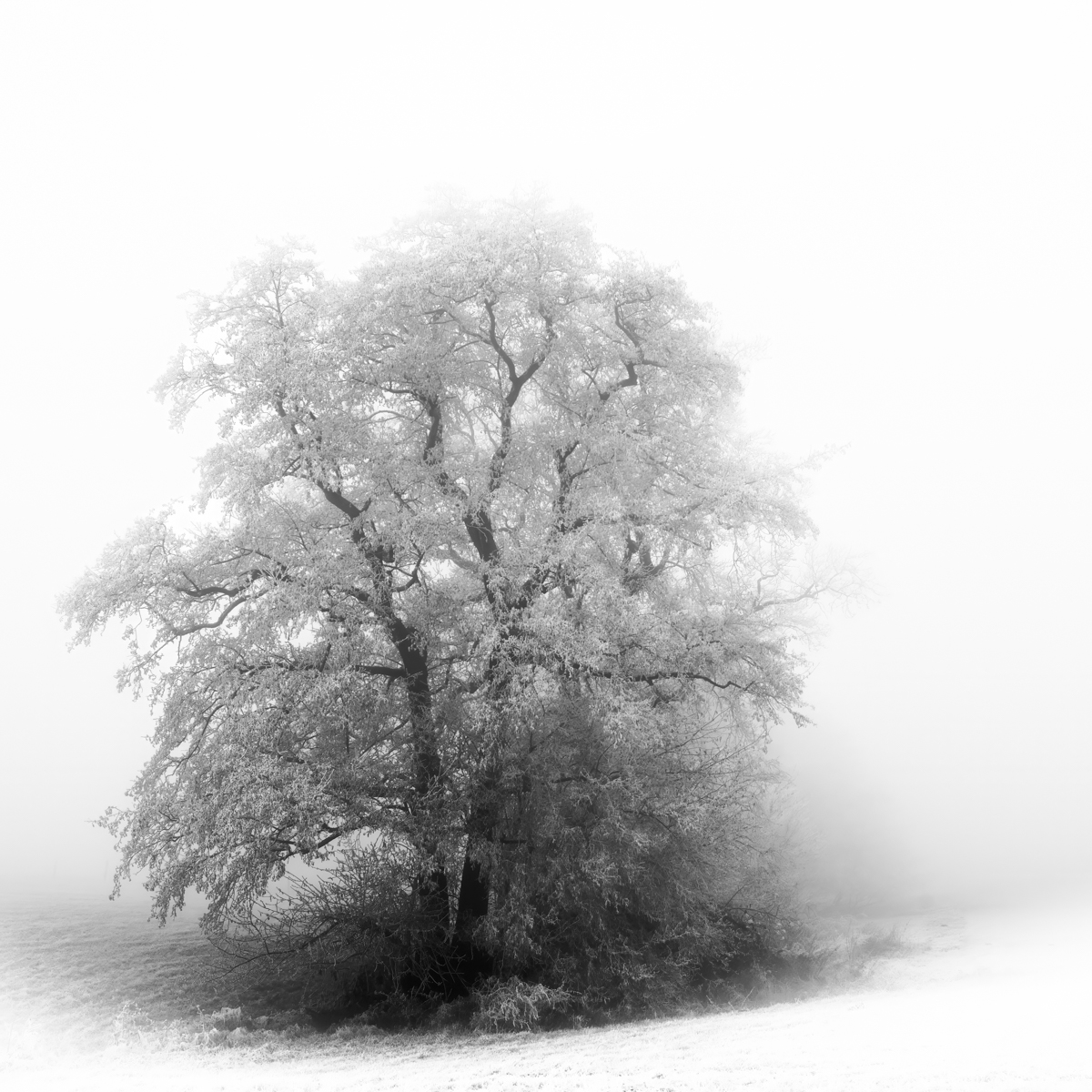 Just Black in Winter