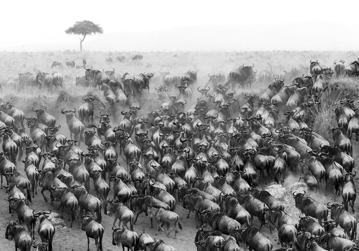 Wildebeest and the East African Savanna
