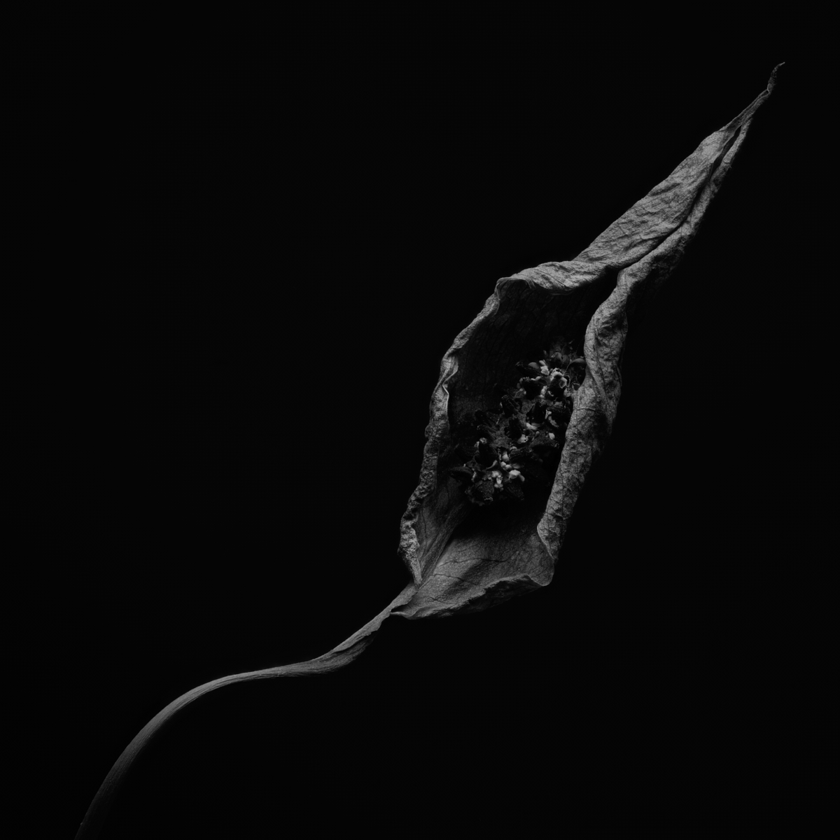 When Peace (Lilies) Die