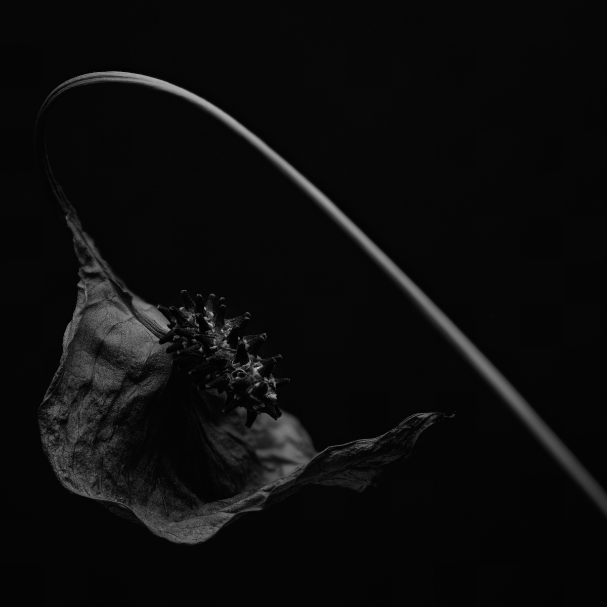 When Peace (Lilies) Die