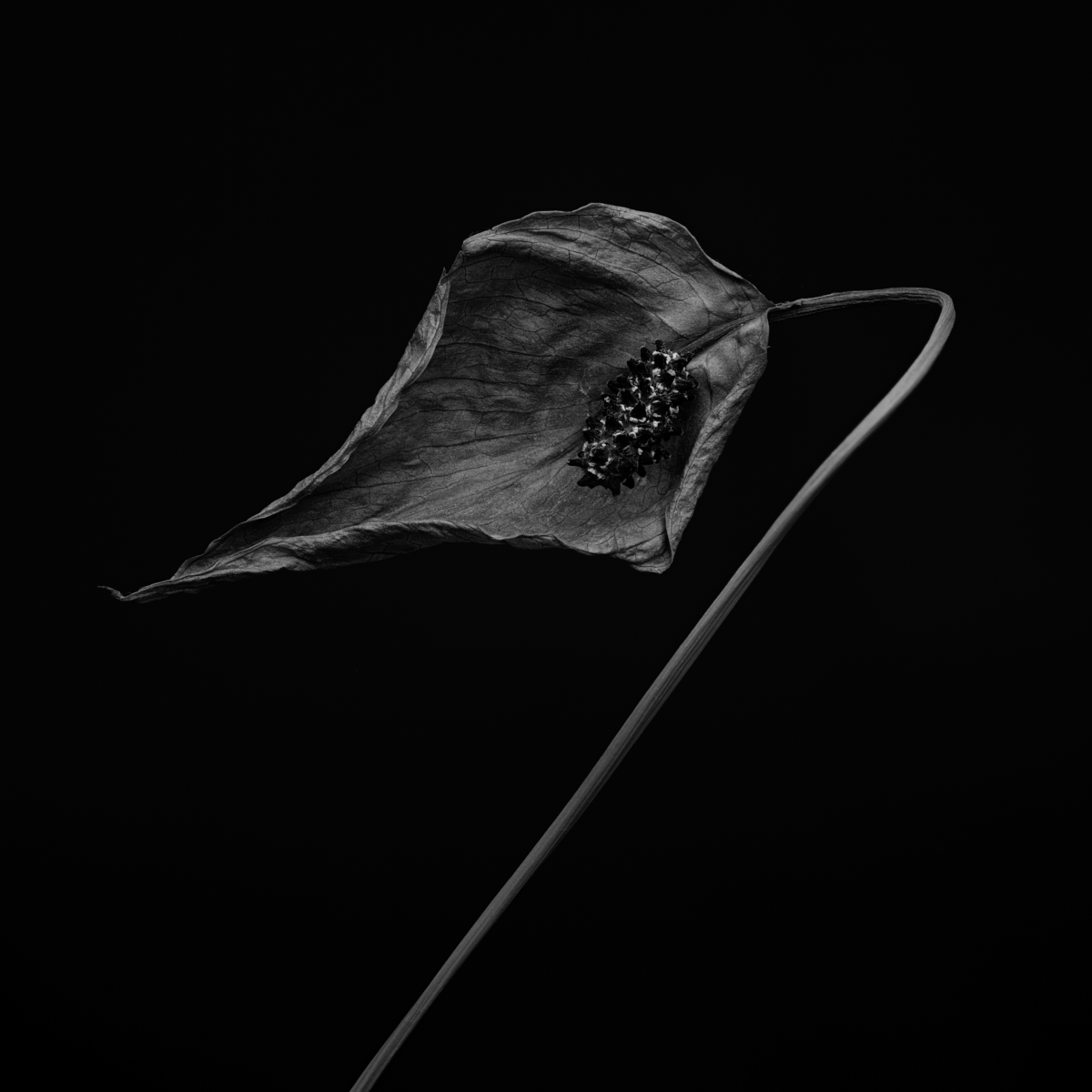 When Peace (Lilies) Die