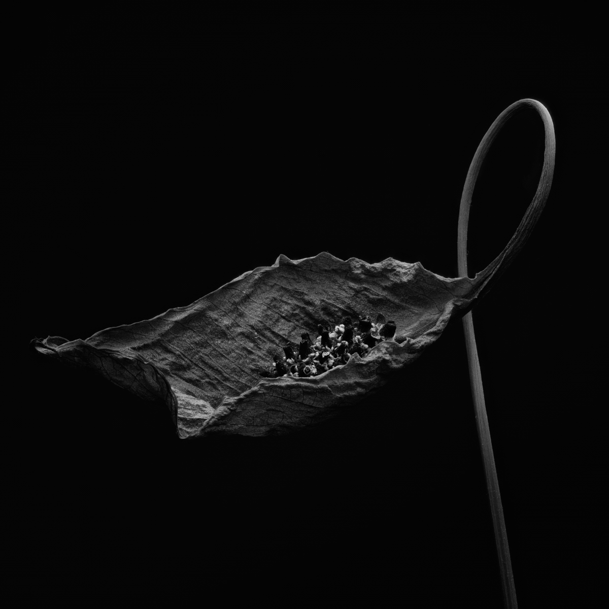 When Peace (Lilies) Die