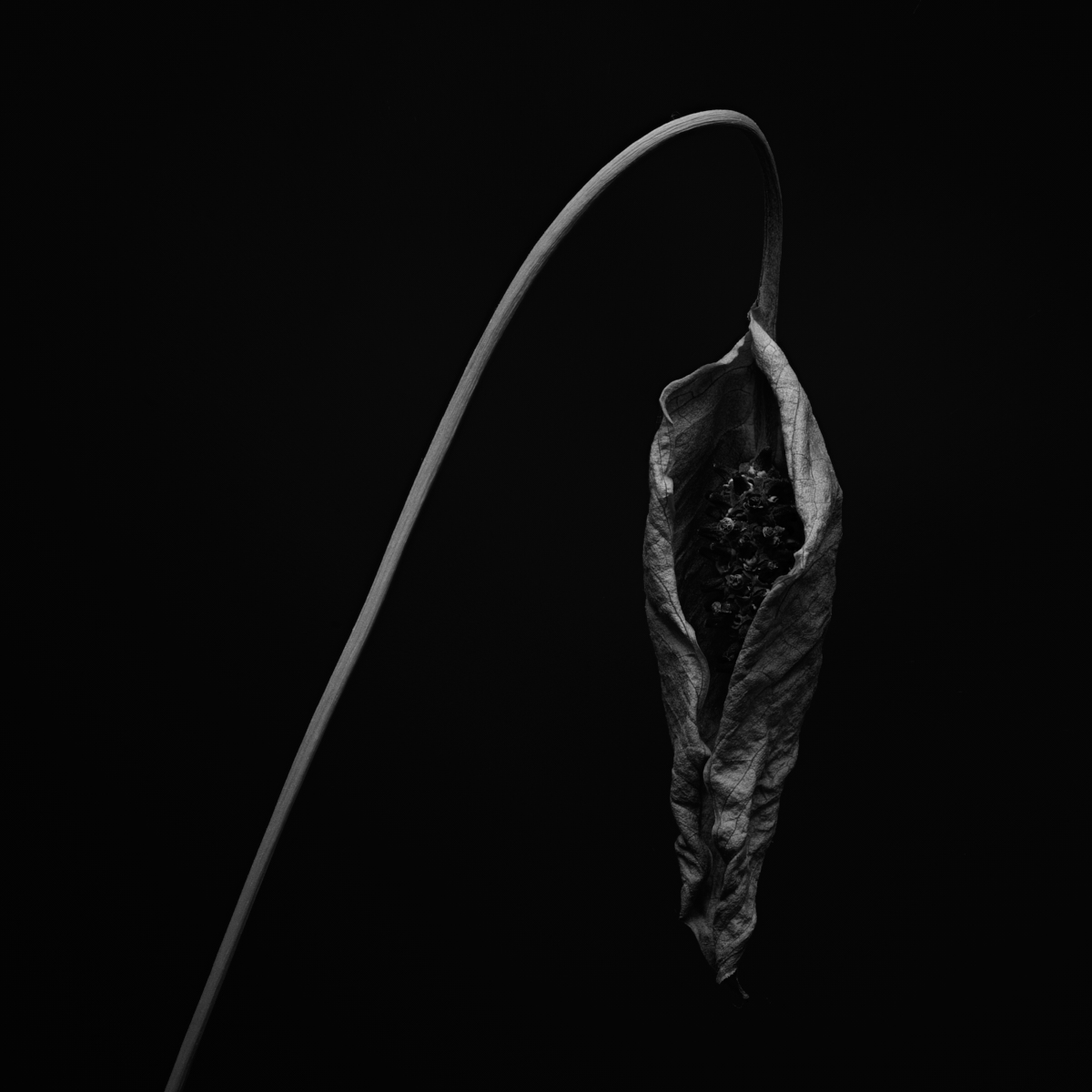 When Peace (Lilies) Die