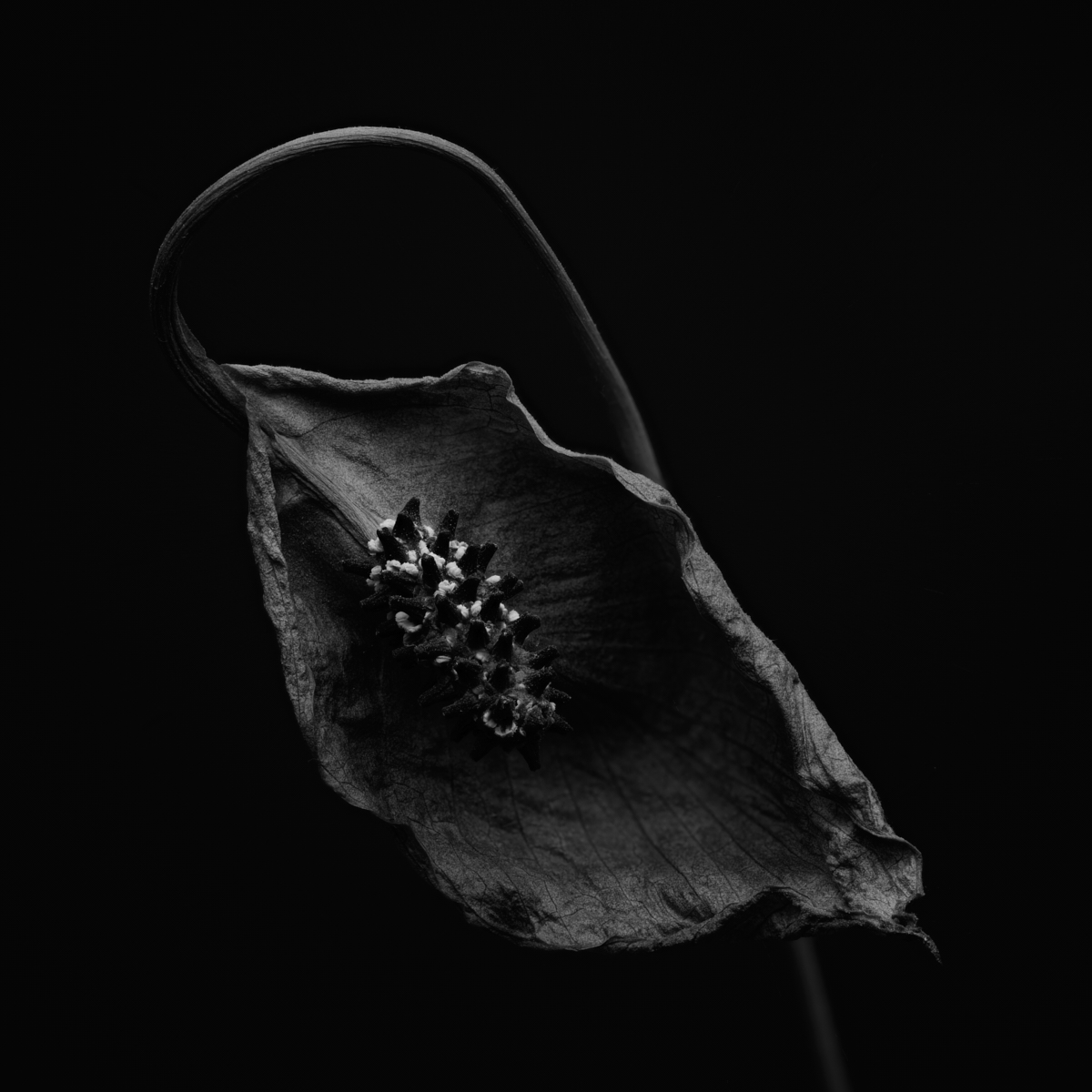 When Peace (Lilies) Die