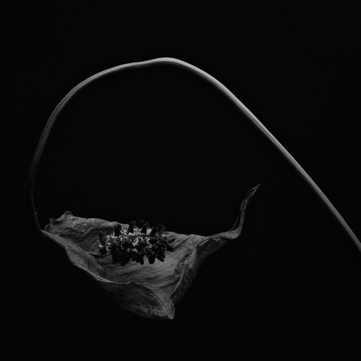 When Peace (Lilies) Die