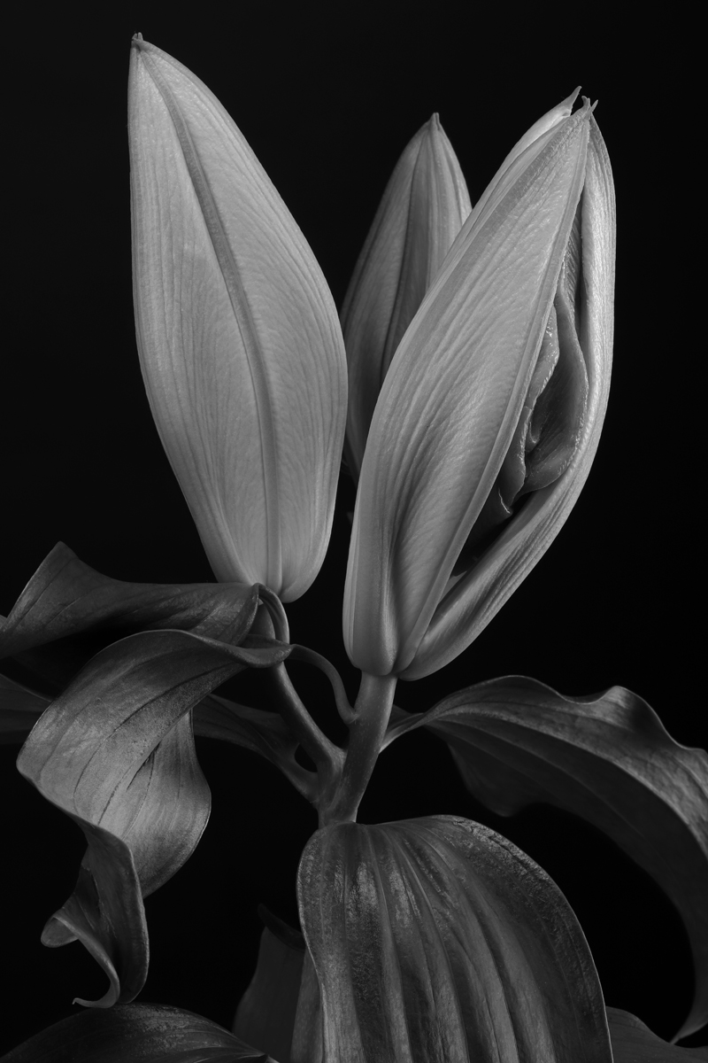 Fleur d'amour ( Flower of love )