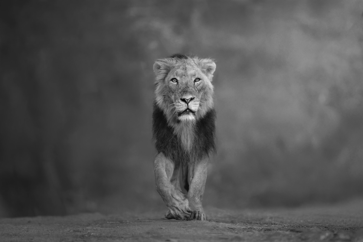 The King of the forest