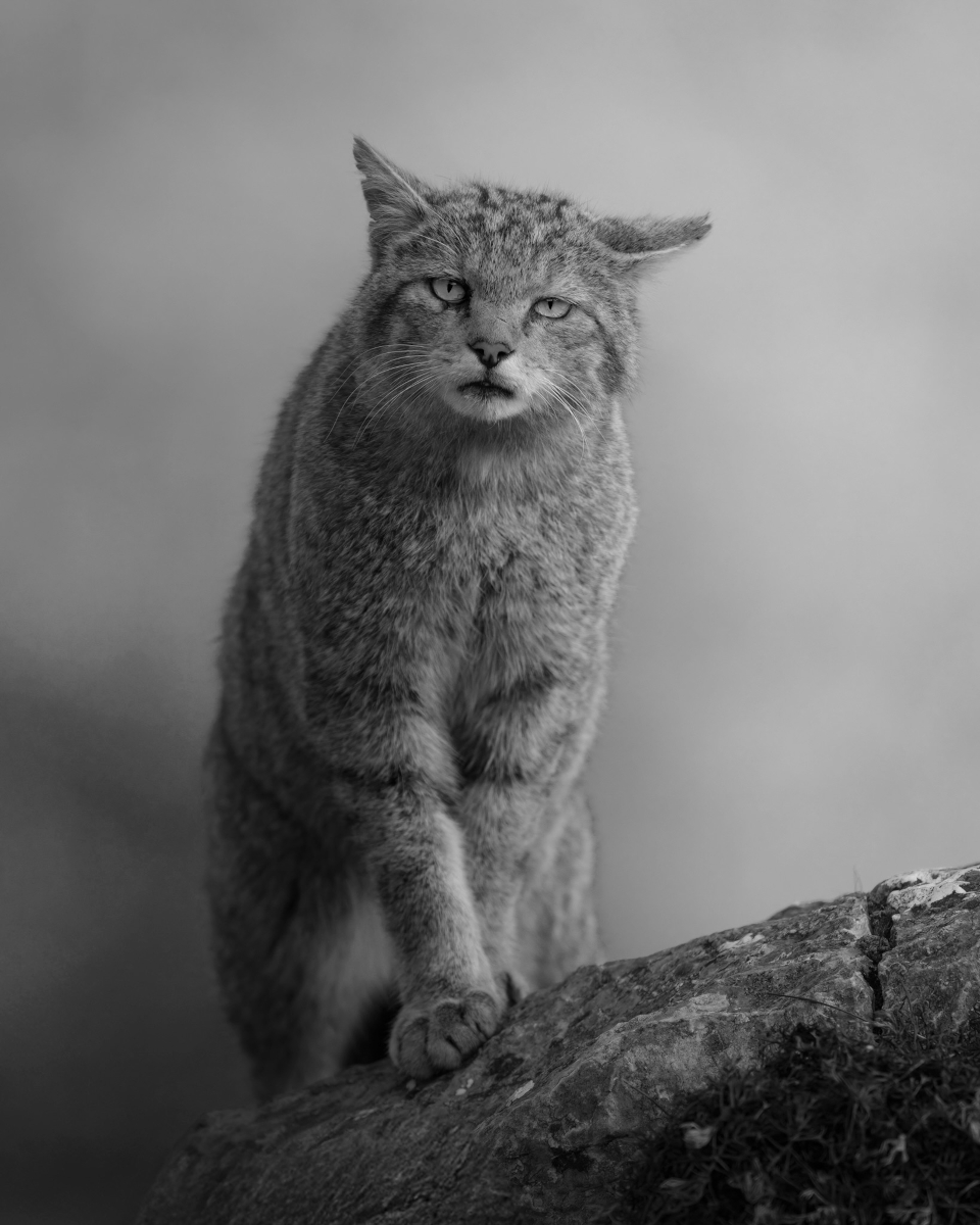 The Cat from the Wild World