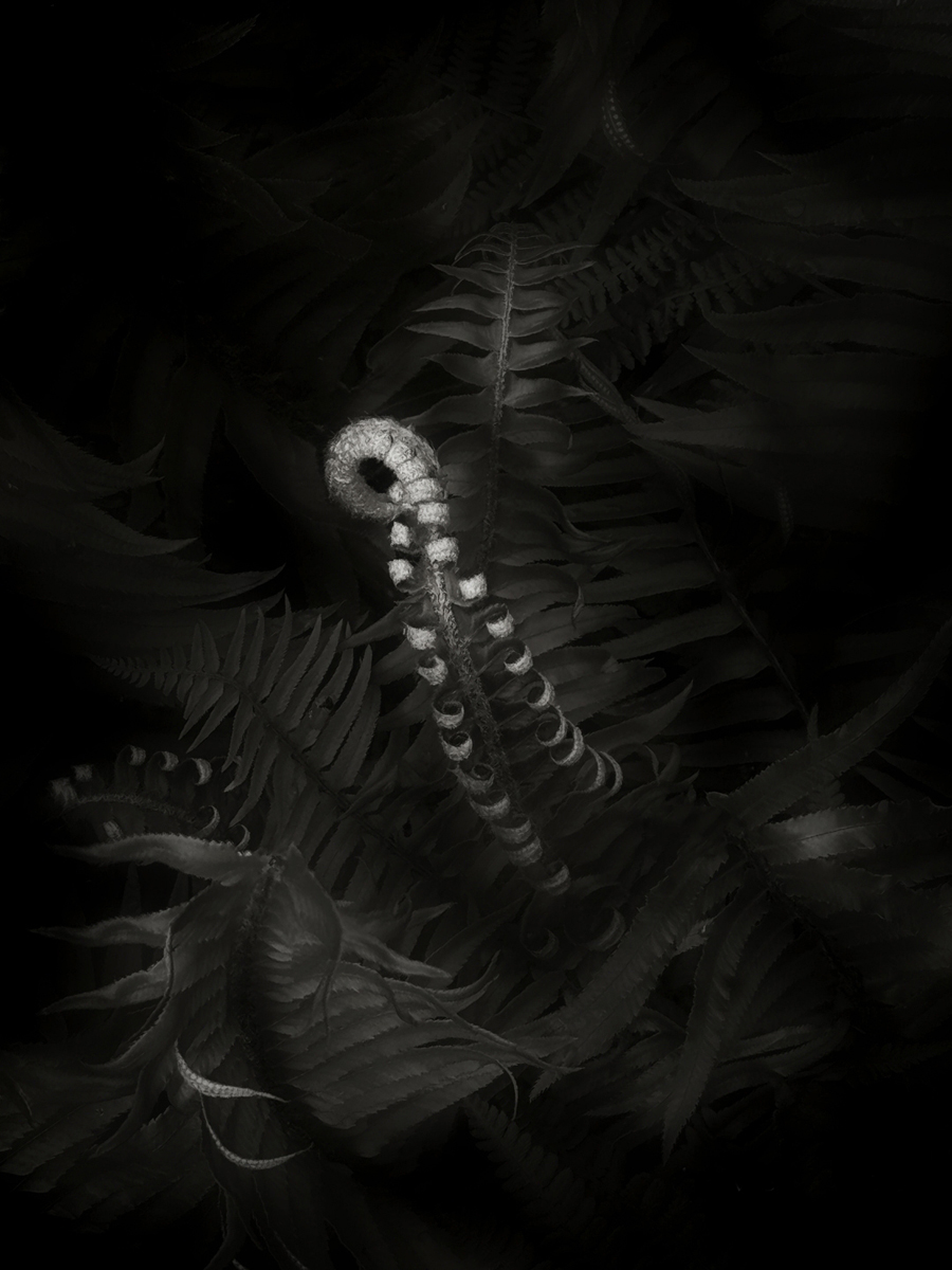 Western Swordfern