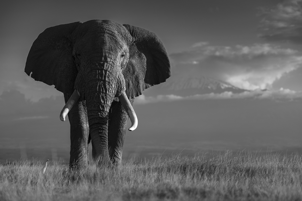 Amboseli Giants