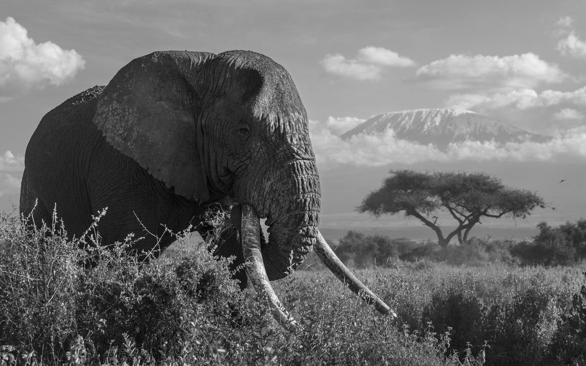 Amboseli Giants