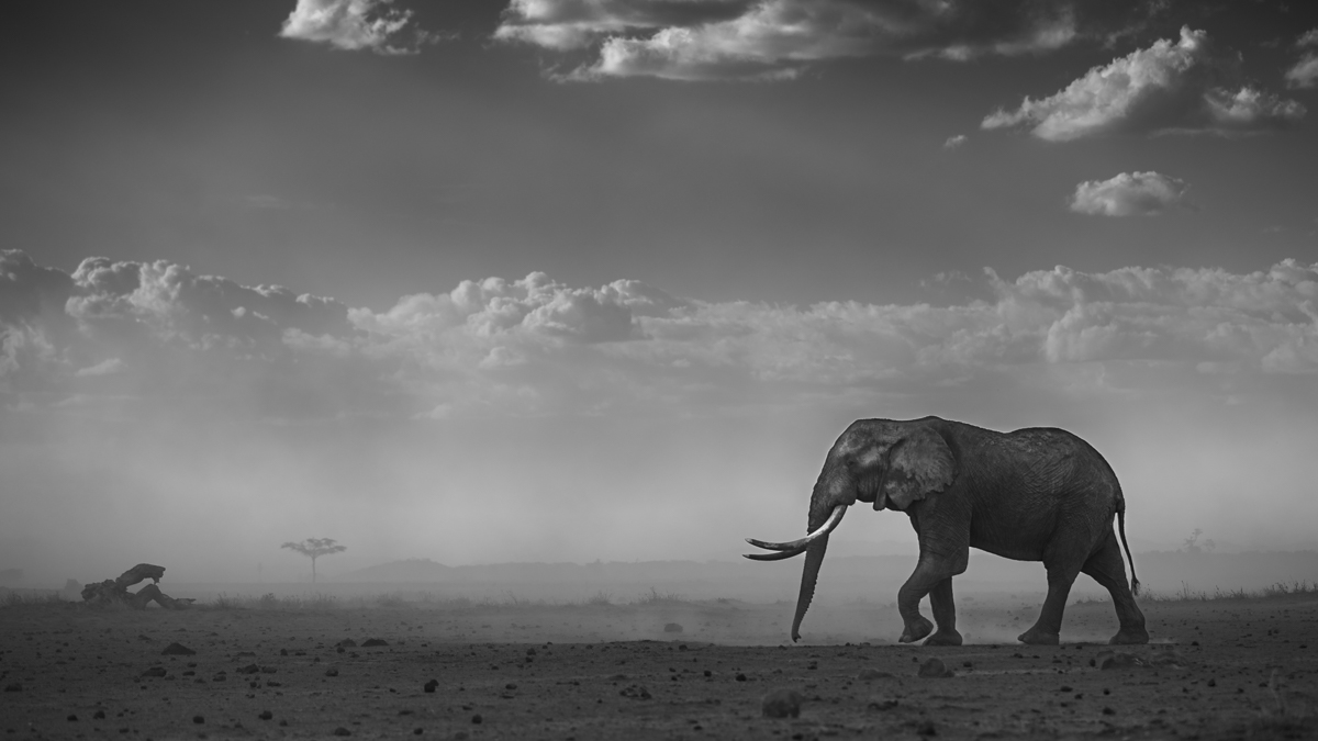 Amboseli Giants