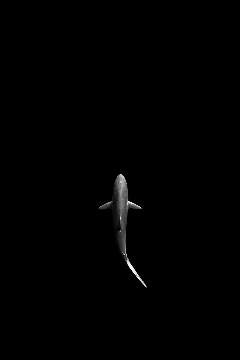 Alone In The Abyss