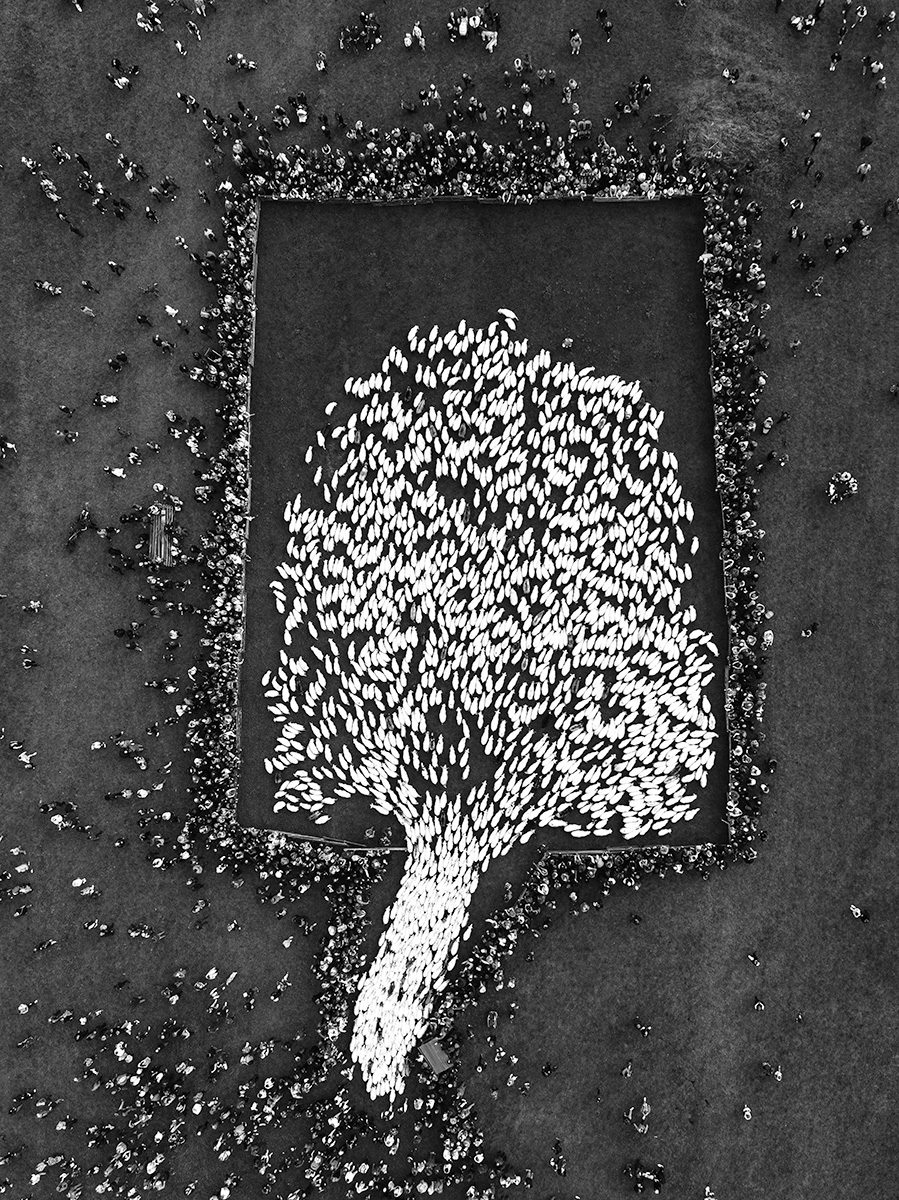 Sheep Tree