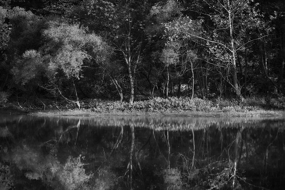 Wondering the Mystic