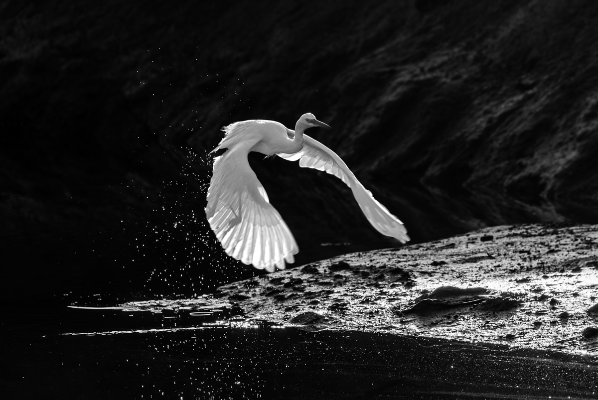 The White Heron’s Flight Through Tears of Pollution