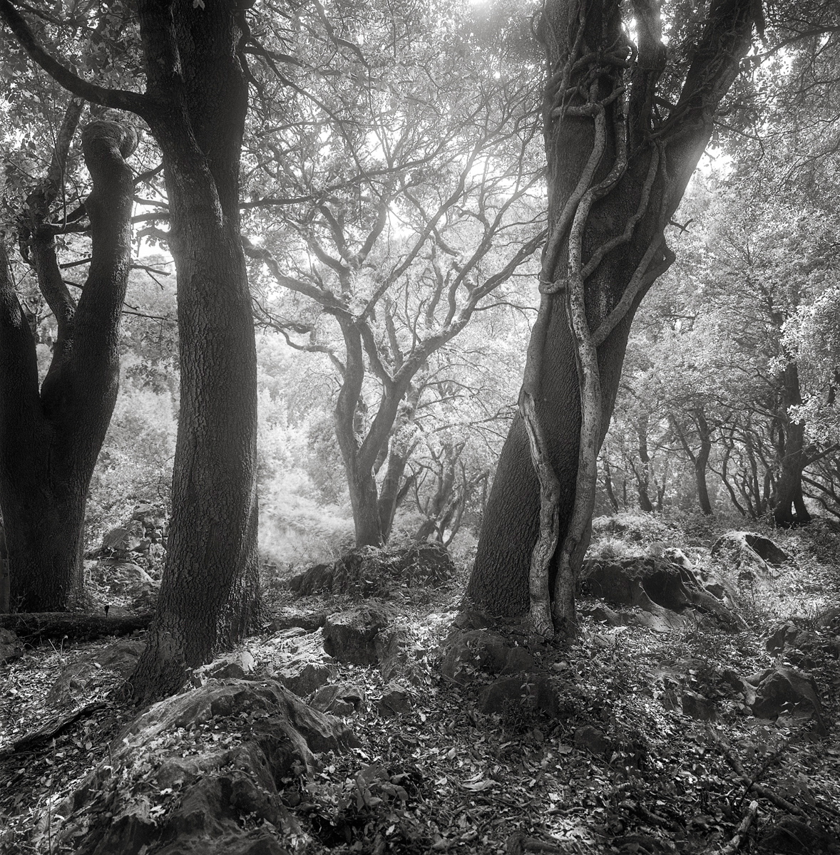 PRINCIPALITY OF ASTURIAS (Spain)