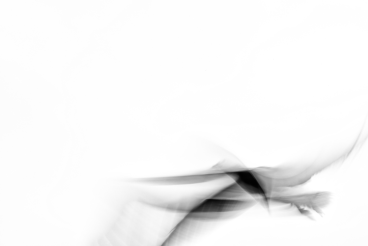 Embryonic Flight