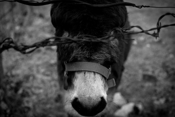 The donkey