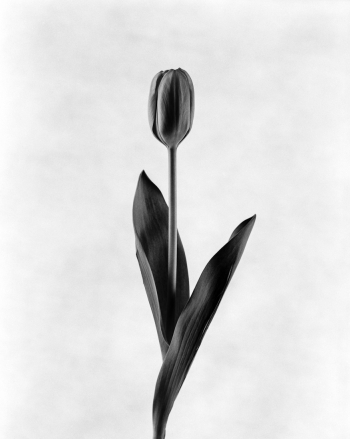 Tulip No. 1