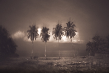 coconut trees in south Thailand . 