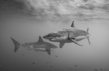 Great White Sharks