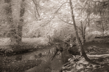 Woodlands of Charnwood Forest in infrared.