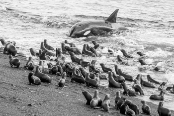 Orca Beach Attack
