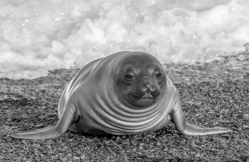 Southern Elephant Seal Pup