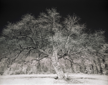 Infrared Landscapes