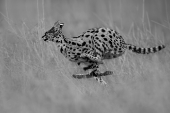 Flying Serval