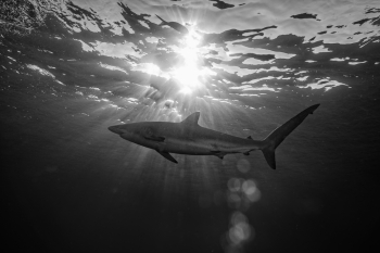Shark at dusk