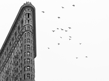 Flatiron Building + Pigeons