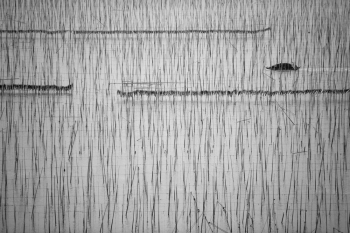 Toilers of the sea - Sea harvesting in Fujian, China